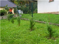 3c807981-Cupressocyparis Leylandii .jpg (2).jpg